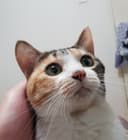새비지 원