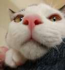 차미슬이