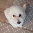 팡팡에몽