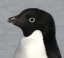 펭귄 선생님