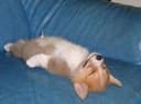 CoolDog 쿨독