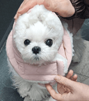 박순향