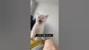 냥이사랑해