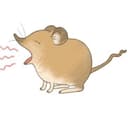 정땃쥐