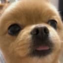파도코치