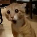 김노토