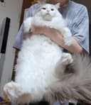 야버지