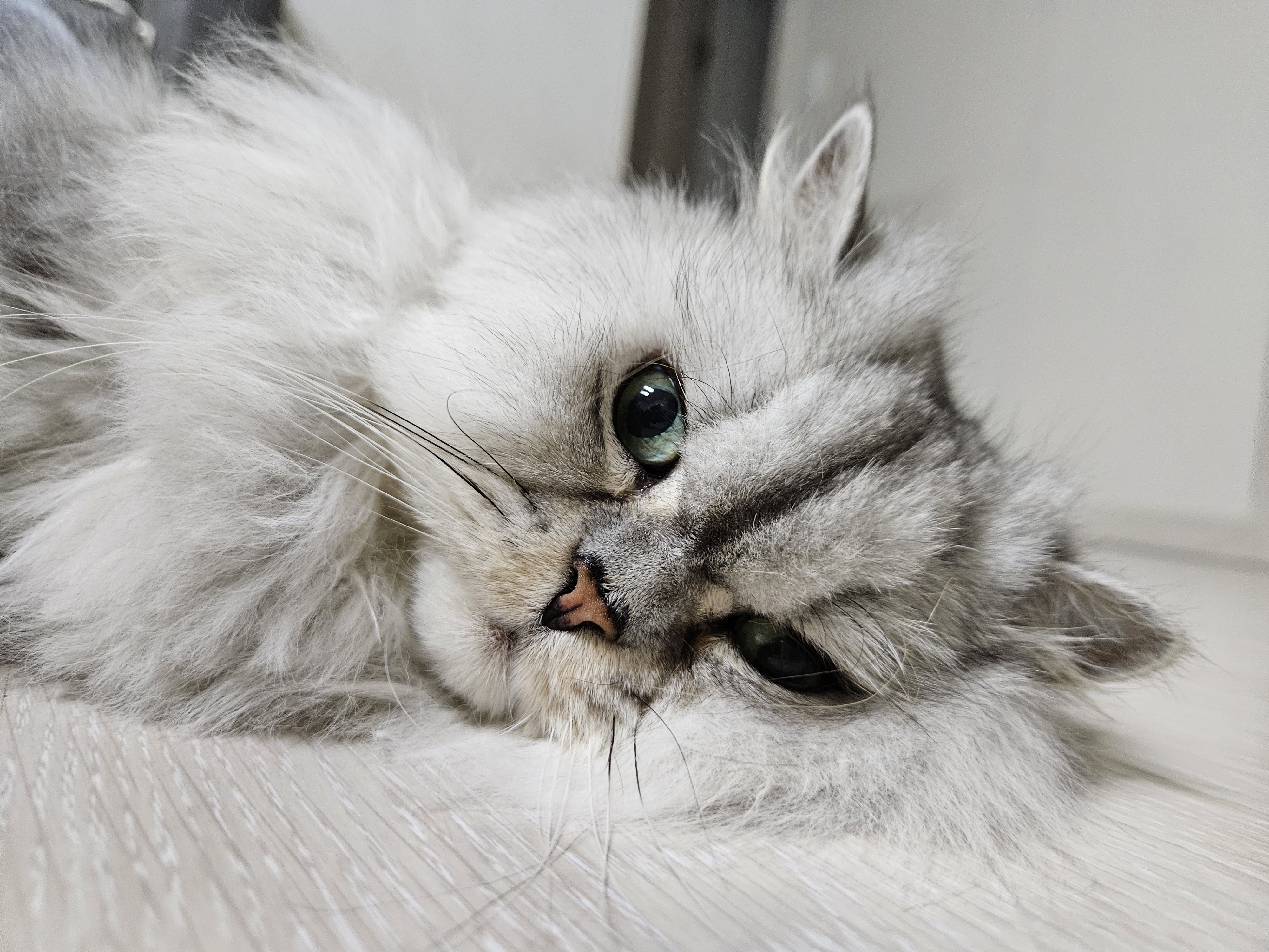 마리파파