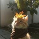 달걀후라OI
